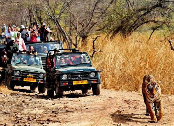 de Viaje a la ciudad de Jaipur, con Tigre 
